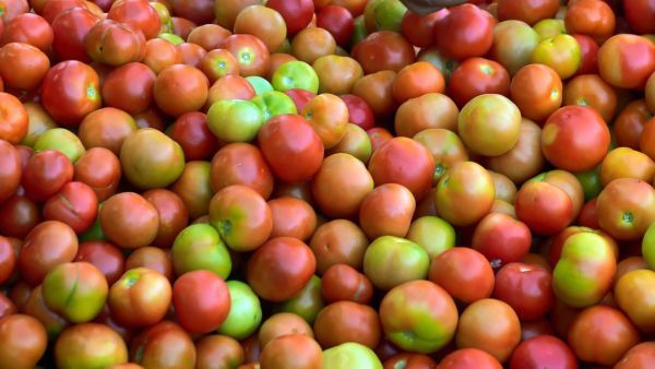 ನೈಸರ್ಗಿಕ ಕೃಷಿ ಮೂಲಕ ಟೊಮೆಟೋ ಬೆಳೆ, ಹೊಲ ವೀಕ್ಷಿಸಿದ ರೈತರು