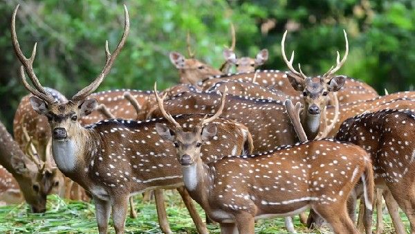 ಹೊಸವರ್ಷ ಆಚರಣೆಗೆ ಬೆಂಗಳೂರಿನ ಸುತ್ತಮುತ್ತ ಇರುವ ಟಾಪ್‌ ಪ್ರವಾಸಿ ತಾಣಗಳು, ತಲುಪುವ ಮಾರ್ಗಗಳ ವಿವರ ಇಲ್ಲಿದೆ