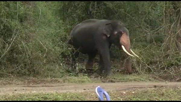 ಮೂಡಿಗೆರೆಯಲ್ಲಿ ಸೆರೆಯಾಗಿದ್ದು ಭೈರ ಆನೆಯೇ?; ಸ್ಥಳೀಯರಿಂದ ಅನುಮಾನ ವ್ಯಕ್ತ