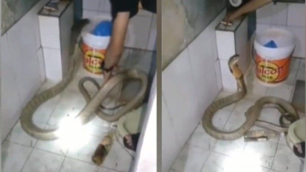 ನಾಗರ ಹಾವಿಗೆ ಸಾಬೂನಿನಿಂದ ಸ್ನಾನ: ವಿಡಿಯೋ ಕಂಡು ಬೆಚ್ಚಿಬಿದ್ದ ಜನ