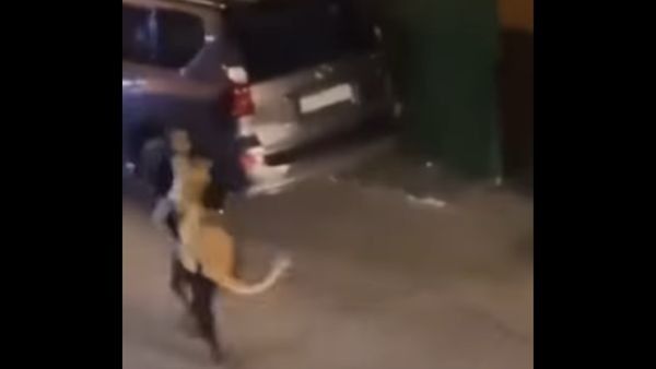 ಸಿಂಹವನ್ನು ಎತ್ತಿಕೊಂಡ ಮಹಿಳೆ: ವೈರಲ್ ವಿಡಿಯೋ