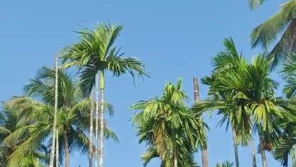 ಬಂಟ್ವಾಳ: ತುಂಬೆ ಡ್ಯಾಂ ಅಣೆಕಟ್ಟಿನ ಎತ್ತರ ಏರಿಕೆ: ನದಿಯಲ್ಲಿ ಮುಳುಗುತ್ತಿದೆ ಕೃಷಿಕನ ಬಾಳು