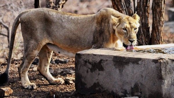 Asiatic Lion: ಗುಜರಾತ್‌ನ ಬರ್ದಾನಲ್ಲಿ ಮೊದಲ ಬಾರಿಗೆ ಏಷ್ಯಾಟಿಕ್ ಸಿಂಹ ಪತ್ತೆ!