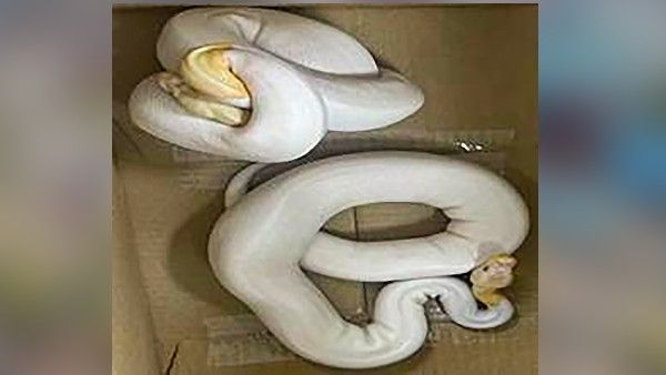 ಬೆಂಗಳೂರು ಏರ್‌ಪೋರ್ಟ್‌ನಲ್ಲಿ ವನ್ಯಜೀವಿಗಳ ಕಳ್ಳಸಾಗಣೆ; ಮಹಿಳೆ ಸೇರಿ ಏಳು ಮಂದಿ ಬಂಧನ