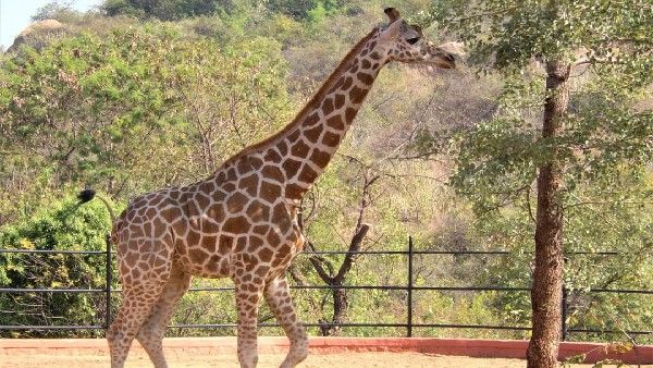 ಹಂಪಿ: ಅಟಲ್ ಬಿಹಾರಿ ವಾಜಪೇಯಿ ಉದ್ಯಾನವನಕ್ಕೆ ವಿಶೇಷ ಅತಿಥಿಯಾಗಿ ಆಗಮಿಸಿದ ಆಫ್ರಿಕಾ ಜಿರಾಫೆ