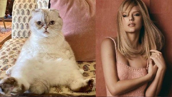 800 ಕೋಟಿ ಮೌಲ್ಯದ ವಿಶ್ವದ 3ನೇ ಶ್ರೀಮಂತ ಬೆಕ್ಕು: ಇದರ ವಿಶೇಷತೆ ಏನು?