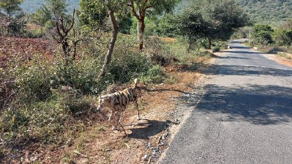 ವನ್ಯ ಜೀವಿಗಳಿಂದ ಬೆಳೆ ಉಳಿಸಿಕೊಳ್ಳಲು ಶ್ವಾನಕ್ಕೆ ಹುಲಿ ರೂಪ ಕೊಟ್ಟ ರೈತ: ಜನ ಕಂಗಾಲು