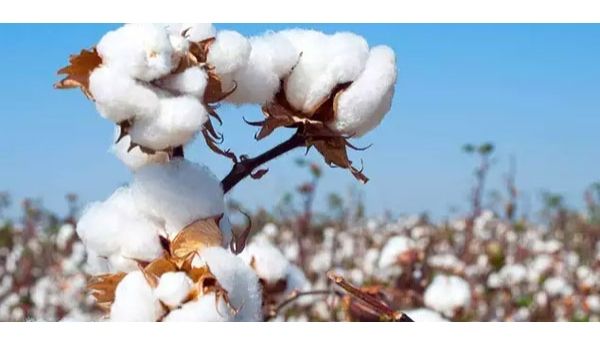 ಭಾರತವು ಈ ವರ್ಷ ನಿರೀಕ್ಷೆಗಿಂತಲೂ 9.25 ಲಕ್ಷ ಬೇಲ್‌ಗಳಷ್ಟು ಕಡಿಮೆ ಹತ್ತಿ ಉತ್ಪಾದಿಸಿದೆ