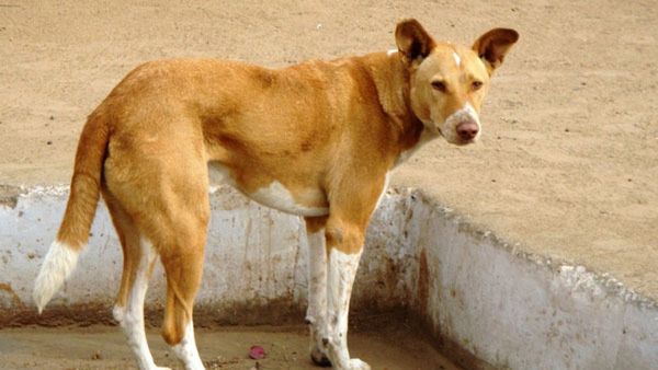 ಕಾರವಾರ: ಕಾಡು ಹಂದಿ ಮಾಂಸ ಎಂದು ನಾಯಿ ಮಾಂಸ ಮಾರಾಟ: ಗ್ರಾಮಸ್ಥರ ಬಲೆಗೆ ಬಿದ್ದ ಖದೀಮರು