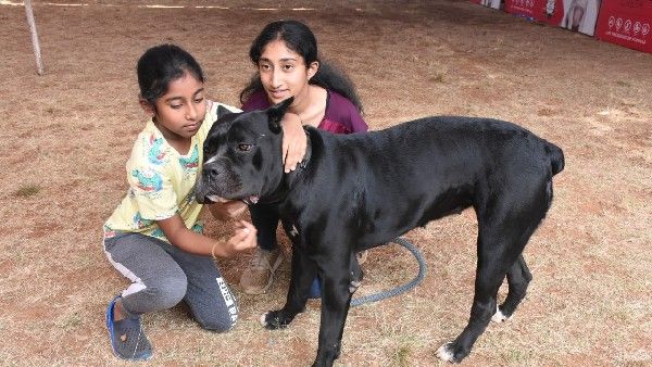 ಮೈಸೂರಿನಲ್ಲಿ ಶ್ವಾನ ಪ್ರದರ್ಶನ: ಗಮನ ಸೆಳೆದ ಸ್ವದೇಶಿ ವಿದೇಶಿ ಶ್ವಾನಗಳು