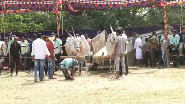 ಅರಕಲಗೂಡಿನಲ್ಲಿ ಮೈನವಿರೇಳಿಸುವ ಜೋಡೆತ್ತು ಓಟ ಸ್ಫರ್ಧೆ: ಸಂಭ್ರಮಿಸಿದ ರೈತರು