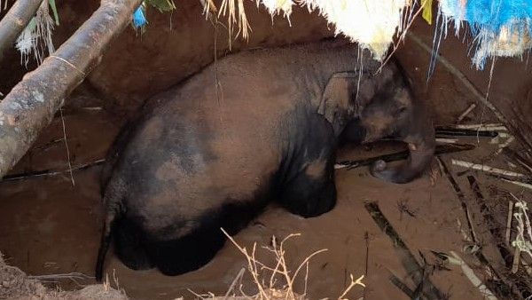 ಗ್ರಾಮಸ್ಥರು ತೋಡಿದ್ದ ಕಂದಕಕ್ಕೆ ಬಿದ್ದ ಕಾಡಾನೆ: ಅಧಿಕಾರಿಗಳ ವಿರುದ್ಧ ಜನರ ಆಕ್ರೋಶ