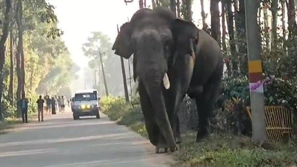 ಹಾಸನದಲ್ಲಿ ಮಿತಿ ಮೀರಿದ ಕಾಡಾನೆ ಹಾವಳಿ: ಸರ್ಕಾರ ವಿರುದ್ಧ ಜಿಲ್ಲೆಯ ಜನತೆ ಗರಂ