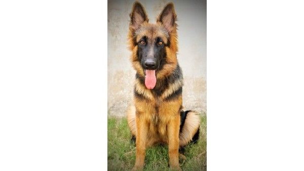 ಬಿಆರ್‌ಟಿ ‘ಝಾನ್ಸಿ’ ಶ್ವಾನ ಅಪಘಾತದಲ್ಲಿ ಸಾವು: ಸತ್ಯ ಮುಚ್ಚಿಟ್ಟ ಅರಣ್ಯ ಇಲಾಖೆ?