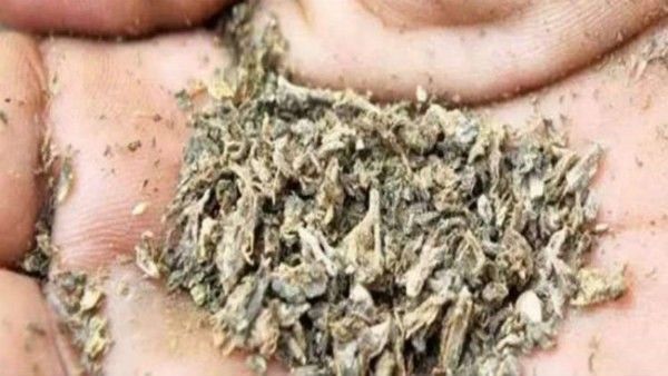 ಮಂಗಳೂರಿನಲ್ಲಿ ಗಾಂಜಾ ದಂಧೆ ಪ್ರಕರಣ: ಮೆಡಿಕಲ್‌ ವಿದ್ಯಾರ್ಥಿನಿಯರು ಸೇರಿದಂತೆ 10 ಜನರು ಸಿಸಿಬಿ ವಶಕ್ಕೆ