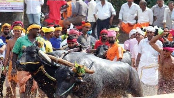 ಕಾನೂನು ಉಲ್ಲಂಘಿಸಿ ಕೋಣಗಳಿಗೆ ಹಿಂಸೆ: ಕಂಬಳ ಸಮಿತಿಗೆ ನೋಟಿಸ್‌ ಜಾರಿ