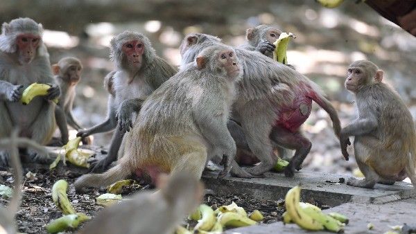 ಮಂಗಗಳೊಂದಿಗೆ ಸೆಲ್ಫಿ ತೆಗೆಯಲು ಹೋಗಿ 500 ಅಡಿ ಕಮರಿಗೆ ಬಿದ್ದ ವ್ಯಕ್ತಿ- ಮುಂದೇನಾಯ್ತು ಓದಿ