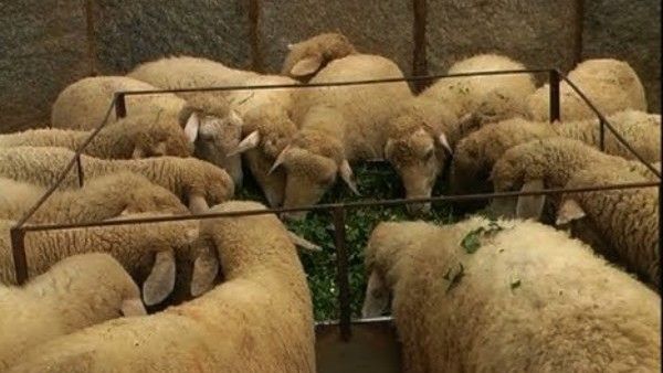 ICAR Award: ಬಂಡೂರು ಕುರಿಗಳ ಸಂರಕ್ಷಣೆ: ಮೈಸೂರಿನ ರೈತನಿಗೆ ಒಲಿದ ರಾಷ್ಟ್ರೀಯ ಪುರಸ್ಕಾರ