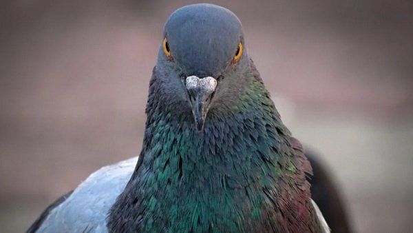 ಚಿತ್ರದುರ್ಗ: ಮರಳಿ ಗೂಡು ಸೇರಿದ ಶಬರಿ ಮಲೆಯಲ್ಲಿ ಬಿಟ್ಟ ಪಾರಿವಾಳ