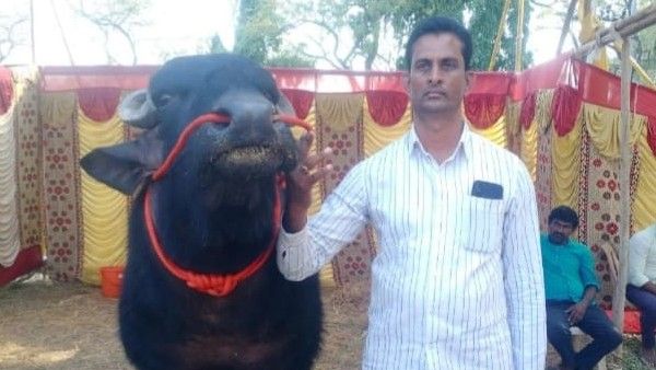 ಕೃಷಿ ಮೇಳದಲ್ಲಿ ನೋಡುಗರ ಗಮನ ಸೆಳೆದ ₹9 ಲಕ್ಷದ ಕೋಣ: ಏನಿದರ ವಿಶೇಷತೆ..?