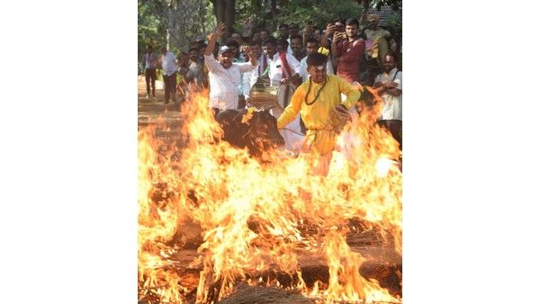 Makar Sankranti 2023: ರಾಸುಗಳಿಗ ಚರ್ವಗಂಟು ರೋಗ ಬೀತಿ: ರಾಮನಗರದಲ್ಲಿ ಸರಳ ಸಂಕ್ರಾಂತಿ ಹಬ್ಬ ಆಚರಣೆ