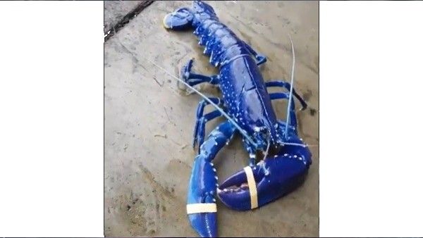 ಅಪರೂಪದ ನೀಲಿ ಸೀಗಡಿ ಪತ್ತೆ: ವಿಡಿಯೋ ನೋಡಿ ಬೆರಗಾದ ಜನ