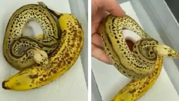 ಹಾವಿಗೂ ಹಣ್ಣಿಗೂ ತಿಳಿಯದ ವ್ಯತ್ಯಾಸ: ಬೆಚ್ಚಿಬೀಳಿಸುವ ವಿಡಿಯೋ ವೈರಲ್