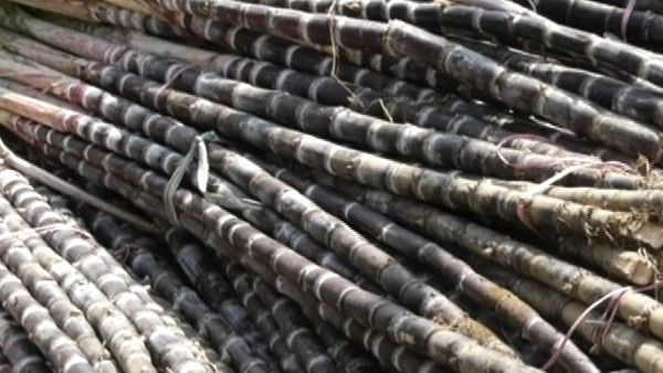 ಮಕರ ಸಂಕ್ರಾತಿಗೆ ಮಂಕಾದ ಕರಿ ಕಬ್ಬು ಮಾರಾಟ: ಸಂಕಷ್ಟದಲ್ಲಿ ರೈತ ವರ್ಗ