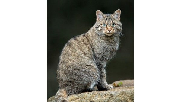 ಬೆಂಗಳೂರು ವಿವಿಯಲ್ಲಿ ಕಾಣಿಸಿಕೊಂಡದ್ದು ಚಿರತೆಯಲ್ಲ, ಕಾಡುಬೆಕ್ಕು