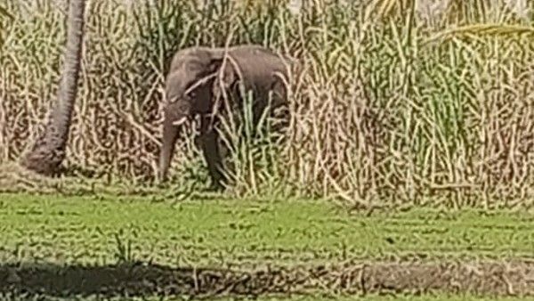 ಕಾಡಾನೆ ದಾಳಿಯಿಂದ ನಾಲ್ಕು ಎಕರೆ ಅಡಿಕೆ, ಬಾಳೆ ತೋಟ ನಾಶ: ರೈತ ಕಂಗಾಲು