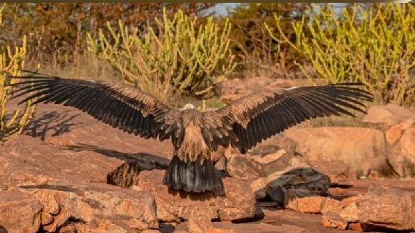 ವಿಜಯನಗರ: ಮರಳಿ ಗೂಡಿಗೆ ಸೇರಿದ ಅಪರೂಪದ ಯೂರೇ‍ಷಿಯನ್ ರಣಹದ್ದು