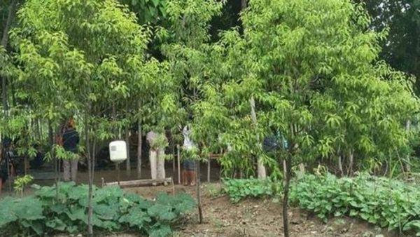 ನೀರಾವರಿ ಅಲ್ಲದ ಕೃಷಿ ಭೂಮಿಯಲ್ಲಿ ಕಬ್ಬು-ಭತ್ತ ಬಿಟ್ಟು ಶ್ರೀಗಂಧ ಬೆಳೆದು ಸಿರಿವಂತರಾಗಿ: ಮಂಡ್ಯ ರೈತರಿಗೆ ಸಲಹೆ