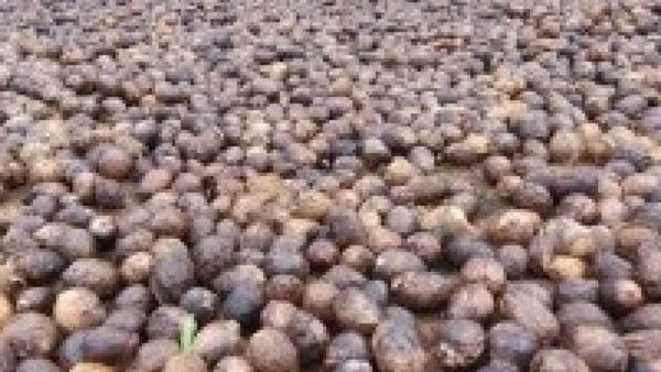 Arecanut Import: ಆಮದು ಮೇಲಿನ ಕನಿಷ್ಠ 100ರೂ, ಏರಿಕೆ, ಆಮದು ನಿಷೇದ ಅಸಾಧ್ಯ: ಆರಗ