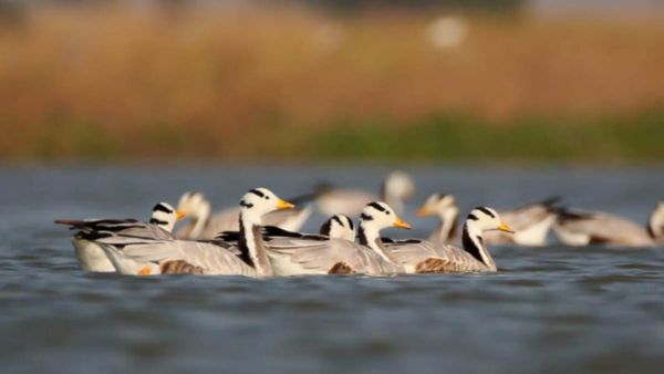 ರಾಯಚೂರಿನ ತುಂಗಾ ತೀರಾದಲ್ಲಿ ವಿದೇಶಿ ಹಕ್ಕಿಗಳ ಕಲರವ