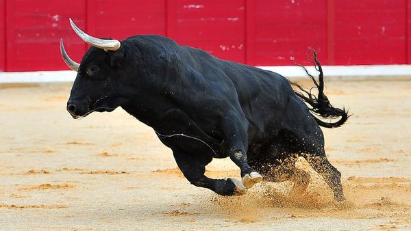 ಮದುವೆ ಮನೆಗೆ ನುಗ್ಗಿ ಬಂದ ಗೂಳಿ: ಎದ್ನೋಬಿದ್ನೋ ಅಂತ ಓಡಿದ ಜನ-ವಿಡಿಯೋ