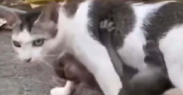 Cat And Monkey: ಮರಿ ಮಂಗನಿಗೆ ಮಮ್ಮಿ ಆದ ಬೆಕ್ಕು: ವಿಡಿಯೋ ವೈರಲ್
