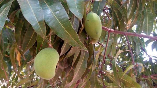 ಮಾವು ಬೆಳೆಗೆ ರೋಗ: ಚಿಕ್ಕಬಳ್ಳಾಪುರ ರೈತರಿಗೆ ಫಸಲು ಕಳೆದುಕೊಳ್ಳುವ ಭೀತಿ; ತೆಗೆದುಕೊಳ್ಳಬೇಕಾದ ಕ್ರಮಗಳನ್ನು ತಿಳಿಯಿರಿ