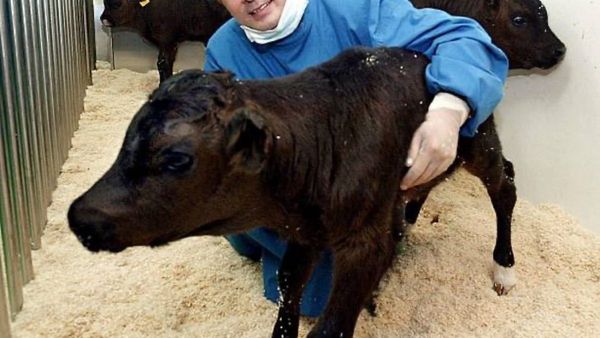 ಒಂದು ಲಕ್ಷ ಲೀ.ಹಾಲು ಕೊಡುವ 'ಸೂಪರ್ ಹಸು'ಗಳನ್ನು ಸೃಷ್ಟಿಸಿದ ಚೀನಾ..!