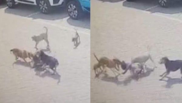 Dogs Attack: ಹೈದರಾಬಾದ್‌ನಲ್ಲಿ 5 ವರ್ಷದ ಮಗುವಿನ ಮೇಲೆ 4 ನಾಯಿಗಳು ದಾಳಿ: ವಿಡಿಯೋ
