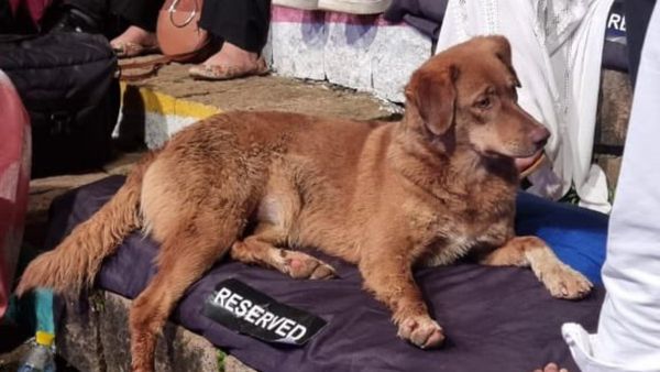 ಕಾಯ್ದಿರಿಸಿದ ಜಾಗದಲ್ಲಿ ಕುಳಿತ ನಾಯಿ- ಉದ್ಯಮಿ ಆನಂದ್ ಮಹೀಂದ್ರಾ ಹಂಚಿಕೊಂಡ ಹೃದಯ ಸ್ಪರ್ಶಿ ದೃಶ್ಯ!