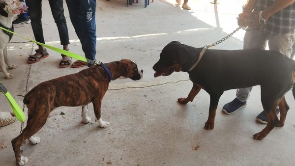 ದಾವಣಗೆರೆಯಲ್ಲಿ ರಾಜ್ಯಮಟ್ಟದ 6ನೇ ಶ್ವಾನ ಪ್ರದರ್ಶನ, ಗಮನ ಸೆಳೆದ ಶ್ವಾನಗಳ ವಿವರ ಇಲ್ಲಿದೆ