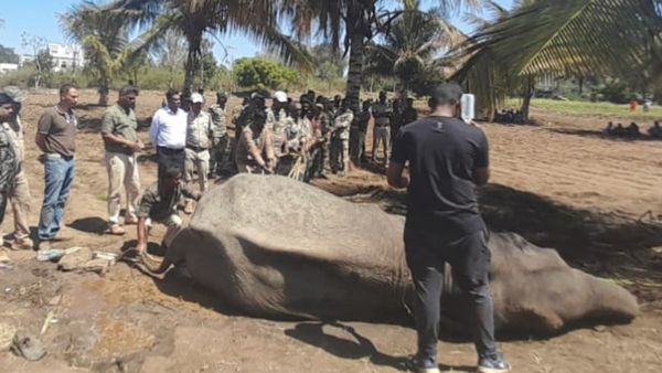 ಬಂಡೀಪುರ: ಮೋದಿ ಮೆಚ್ಚುಗೆಗೆ ಪಾತ್ರವಾದ ಎಲಿಫ್ಯಾಂಟ್ ಆಪರೇಷನ್: ವಿದ್ಯುತ್‌ ಶಾಕ್‌ನಿಂದ ಒದ್ದಾಡುತ್ತಿದ್ದ ಆನೆ ಉಳಿದಿದ್ದು ಹೇಗೆ?