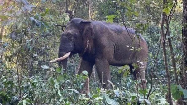 ಕಾಡಾನೆ ಸೆರೆ ವೇಳೆ ಅರಣ್ಯಾಧಿಕಾರಿಗಳ ಮೇಲೆ ಸ್ಥಳೀಯರಿಂದ ಕಲ್ಲು ತೂರಾಟ, ಏಳು ಮಂದಿ ಬಂಧನ