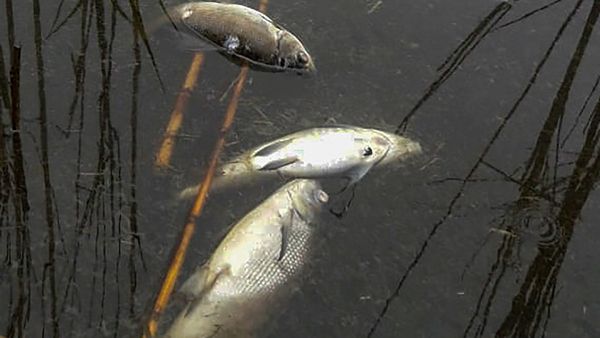 Kothanur Dinne lake: ಬೇಸಿಗೆಗೂ ಮುನ್ನವೇ ಕೊತ್ತನೂರು ಕೆರೆಯಲ್ಲಿ ಮೀನುಗಳ ಮಾರಣ ಹೋಮ