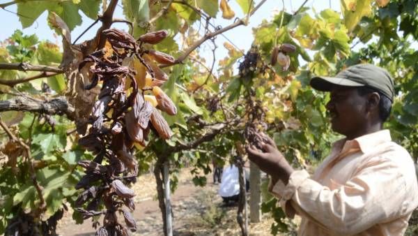 ದ್ರಾಕ್ಷಿ ಬೆಳೆಗೆ ಕೋಲ್ಡ್ ಸ್ಟೋರೆಜ್‌ಗಳ ಅಲಭ್ಯತೆಯಿಂದ ರಾಜ್ಯಕ್ಕೆ ಸಾವಿರಾರು ಕೋಟಿ ನಷ್ಟ; ಜೆಡಿಎಸ್ ಆತಂಕ