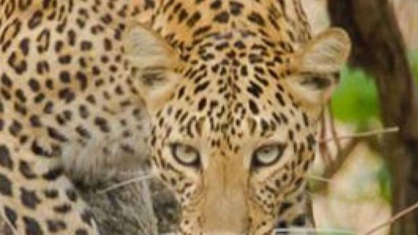 ಯಲಹಂಕ ವ್ಯಾಪ್ತಿಯ ದಾಸನಪುರದಲ್ಲಿ ಚಿರತೆ ದಾಳಿಗೆ ಕರು ಬಲಿ: ಜನರಲ್ಲಿ ಹೆಚ್ಚಿದ ಆತಂಕ