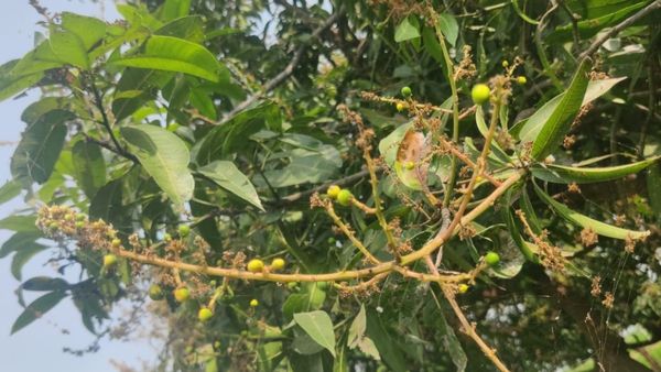 ತಾಪಮಾನ ಬದಲಾವಣೆ; ಮಾವು ಬೆಳೆ ನಿರ್ವಹಣೆಗೆ ಸಲಹೆಗಳು 
