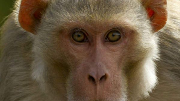 ಚಾಕುವನ್ನು ಹರಿತಗೊಳಿಸುವ ಕೋತಿ: ಲಂಕಾ ದಾಳಿಗೆ ವಾನರಸೇನೆ ತಯಾರಿ ಎಂದ ನೆಟ್ಟಿಗರು!