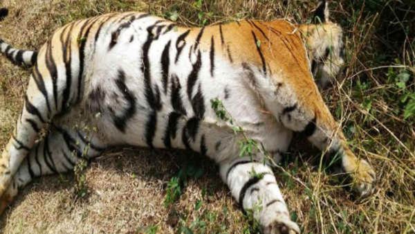 ಭಾರತ: ಜನವರಿ- ಮಾರ್ಚ್‌ ನಡುವೆಯೇ ಹೆಚ್ಚು ಹುಲಿಗಳ ಸಾವು: ಕಾರಣ ಏನು? ಇಲ್ಲಿದೆ ವಿವರ