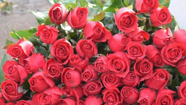 Valentines Day 2023: ರಾಯಚೂರಿನಲ್ಲಿ ಗುಲಾಬಿ ಬಲು ದುಬಾರಿ